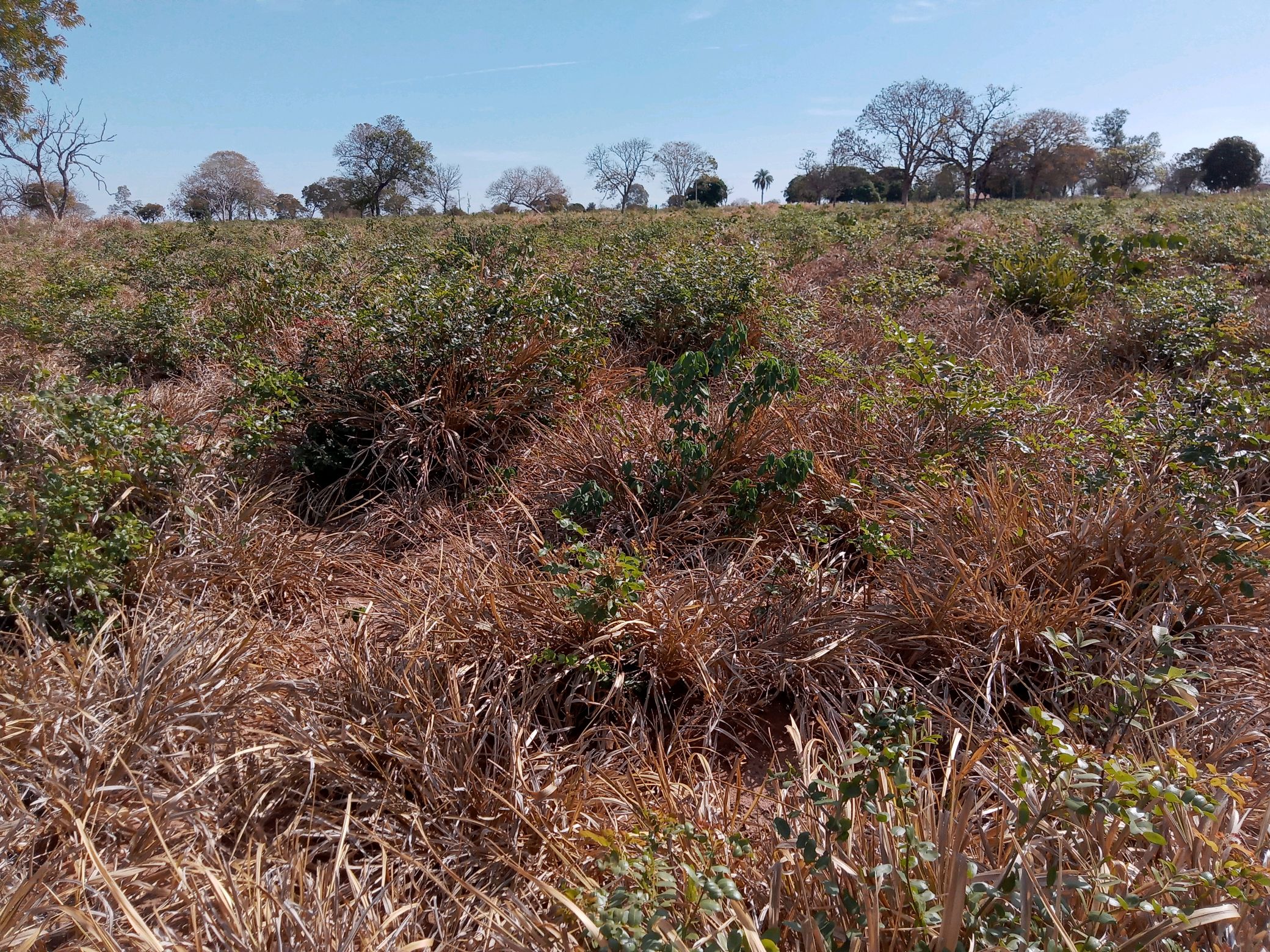 Práticas agrícolas sustentáveis mantêm a porosidade do solo no Cerrado